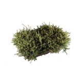 RESA ERICA DARLEYENSIS