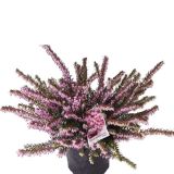 RESA ERICA DARLEYENSIS DARLEY DALE