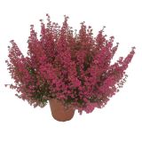 RESA ERICA GRACILIS BEAUTY QUEENS