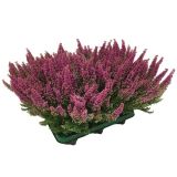 RESA ERICA GRACILIS BEAUTY QUEENS