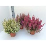 RESA ERICA GRACILIS BEAUTY QUEENS