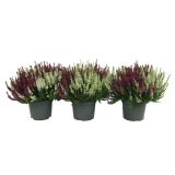 RESA JESENSKA RESA C.V.BEAUTY LADY TWIN