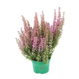 RESA OKRASNA JESENSKA RESA E.G. BEAUTY QUEENS MIX