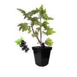 RIBEZ BIO ČRNIBEN TIRAN L19