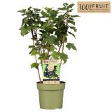 RIBEZ ČRNI TITANIA L21