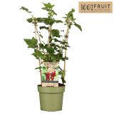 RIBEZ RDEČI JONKHEER VAN TETS L21