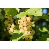 RIBEZ RIBEZ-BELI 2L RUBRUM PRIMUS L11X11