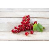 RIBEZ VOLMARY RDEČI SUMMER PEARLS RED L19