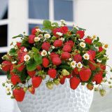 JAGODA DOBRO & ZDRAVO RIMONA L12