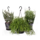 RIPSALIS MIX V OBEŠANKI L17