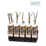 JAGODIČEVJE ROBIDA BLACK SATIN L15