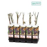 ROBIDA BLACK SATIN L15