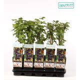 ROBIDA BLACK SATIN L15