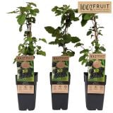 ROBIDA BLACK SATIN L15