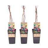 ROBIDA LITTLE BLACK PRINCE L2 L