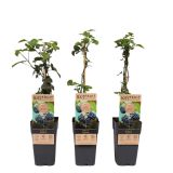 ROBIDA THORNFREE L2 L