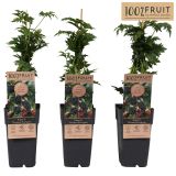 ROBIDA THORNLESS EVERGREEN L15