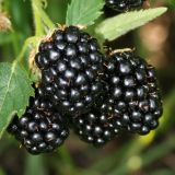 ROBIDA VOLMARY ZGODNJA COLARIS EARLY L19