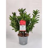 RODODENDRON ANNEKE L23