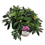 RODODENDRON BLUE JAY L23