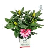 RODODENDRON COSMOPOLITAN L17