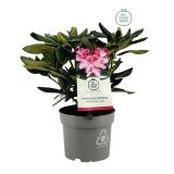 RODODENDRON COSMOPOLITAN L17