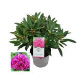 RODODENDRON DRAMATIC DARK L23