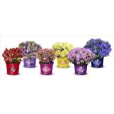 RODODENDRON LILLY BELL MIX L19