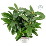 GRM RODODENDRON MADAME MASSON L17