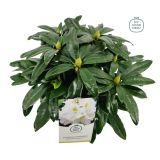 GRM RODODENDRON MADAME MASSON L17