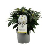 RODODENDRON MADAME MASSON L17