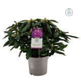 RODODENDRON MARCEL MENARD L23