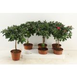 AZALEJA RODODENDRON MIX L13