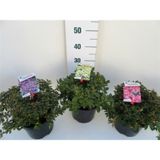 GRM RODODENDRON MIX L21