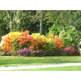 RODODENDRON MOLLIS (KNAPHILL) L2 L