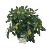 RODODENDRON PERCY WISEMAN L21