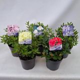 RODODENDRON PRITLIKAVI MIX L13 CM