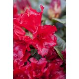 RODODENDRON SCARLET WONDER L17