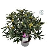 GRM RODODENDRON VARIEGATUM L23