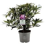 GRM RODODENDRON VARIEGATUM L23