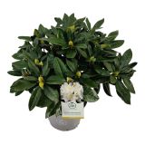 RODODENDRON VELIKOCVETNI L21 CM