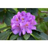 RODODENDRON VELIKOCVETNI L21 CM