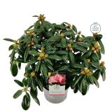 RODODENDRON VIRGINIA RICHARDS L23