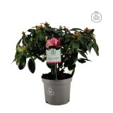 RODODENDRON VIRGINIA RICHARDS L23