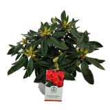RODODENDRON VULCAN L23