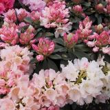 RODODENDRON YAKUSHIMANUM L19 CM
