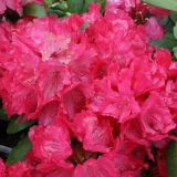 RODODENDRON YAKUSHIMANUM L19 CM