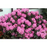 RODODENDRON MIX L3 L