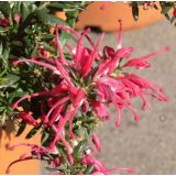 GREVILEJA RONDEAU L18