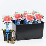 VODNE RASTLINE ROZA LOKVANJ L11